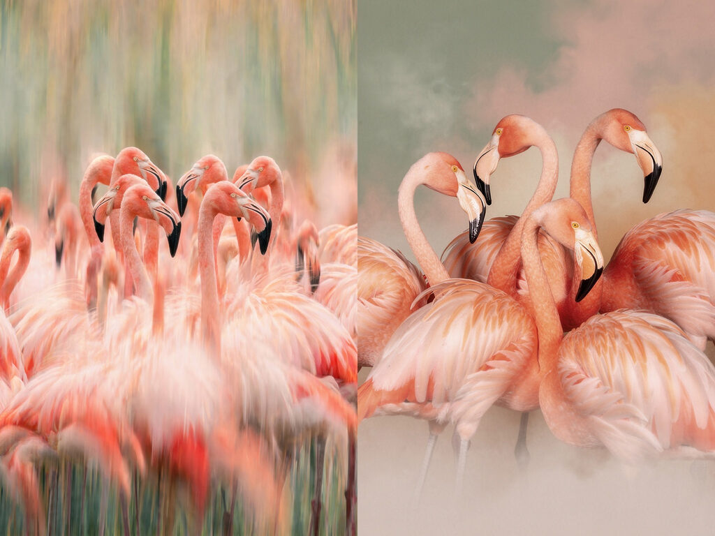 Een groep flamingo's die bij elkaar staan — volledig ontwerp