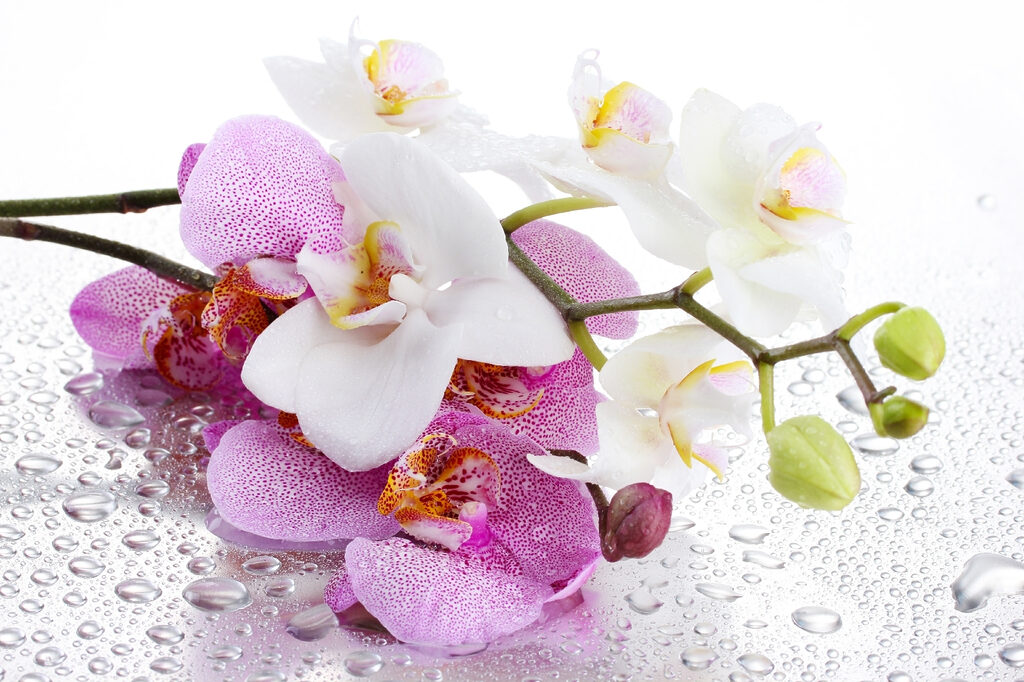 Orchideeën met dauwdruppels — volledig ontwerp