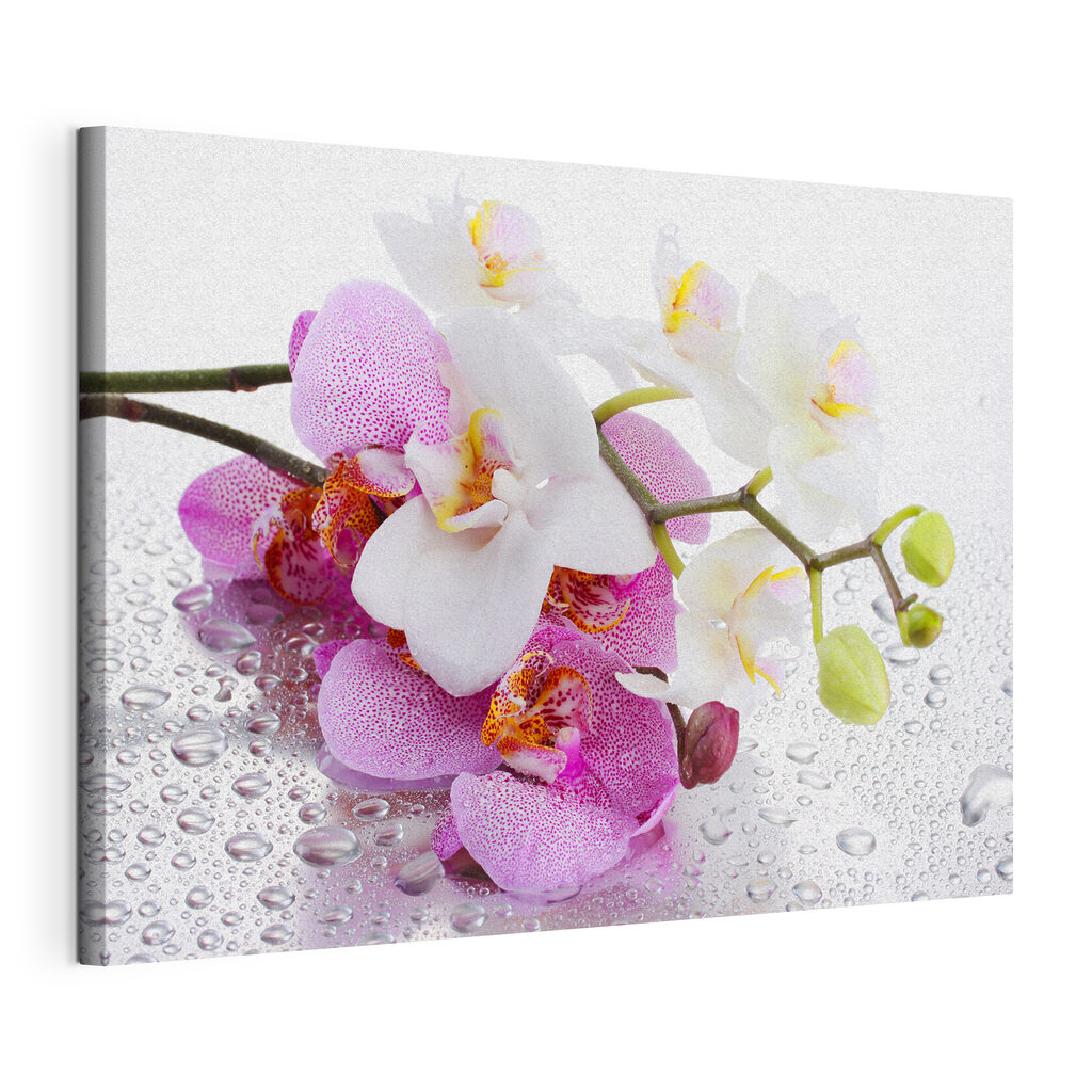 Orchideeën met dauwdruppels — productweergave