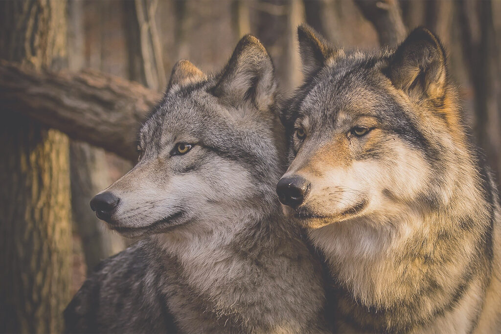Wolven in zacht boslicht — volledig ontwerp