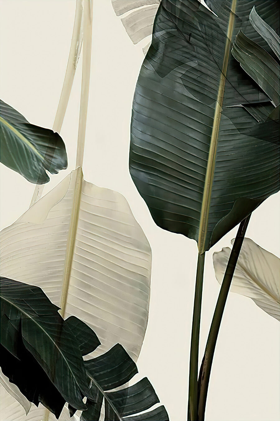 Bananenblad in zacht contrast — volledig ontwerp