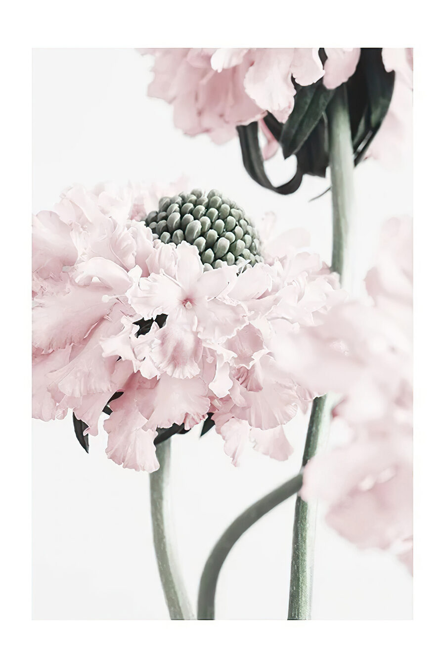 Roze bloei in close-up — volledig ontwerp