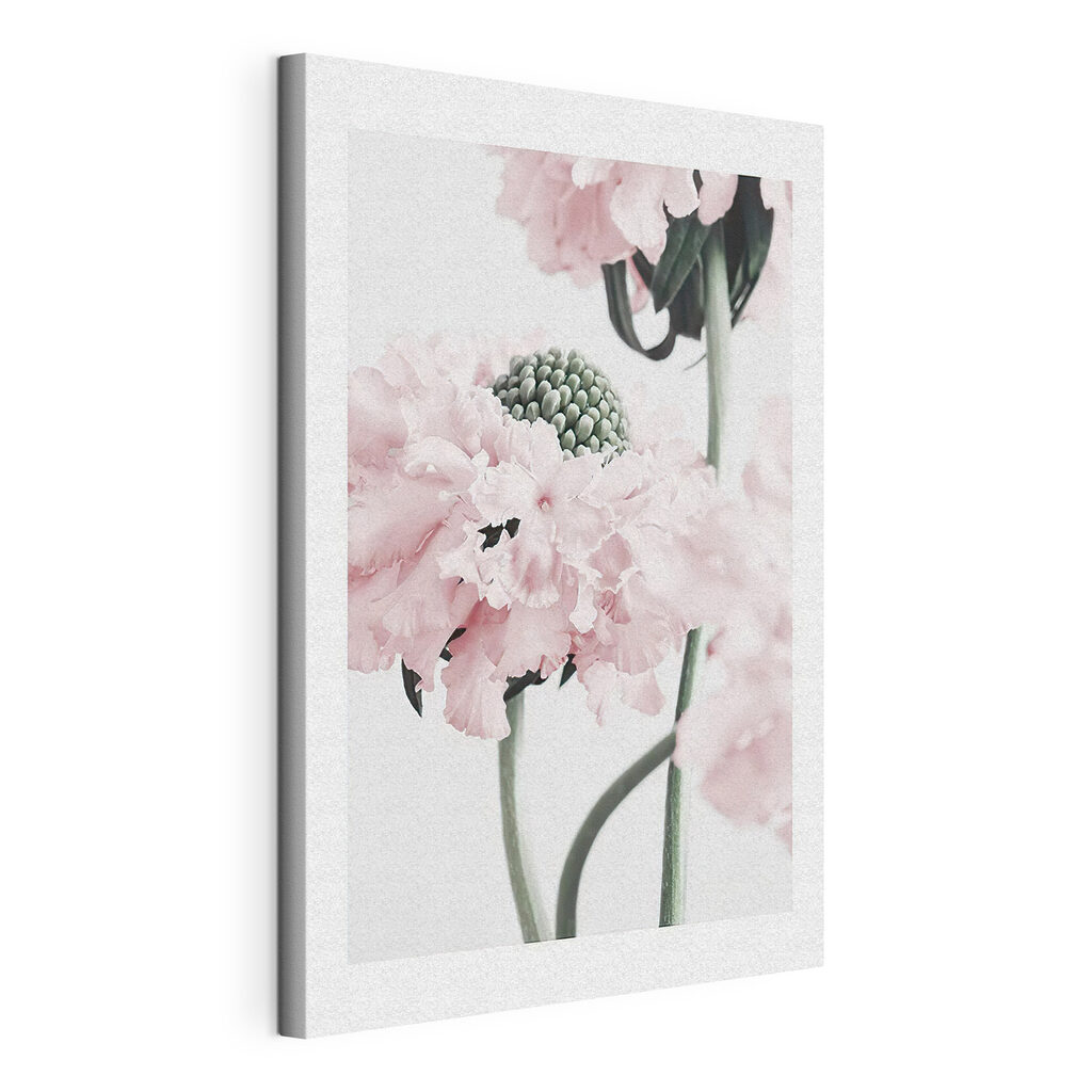 Roze bloei in close-up — productweergave