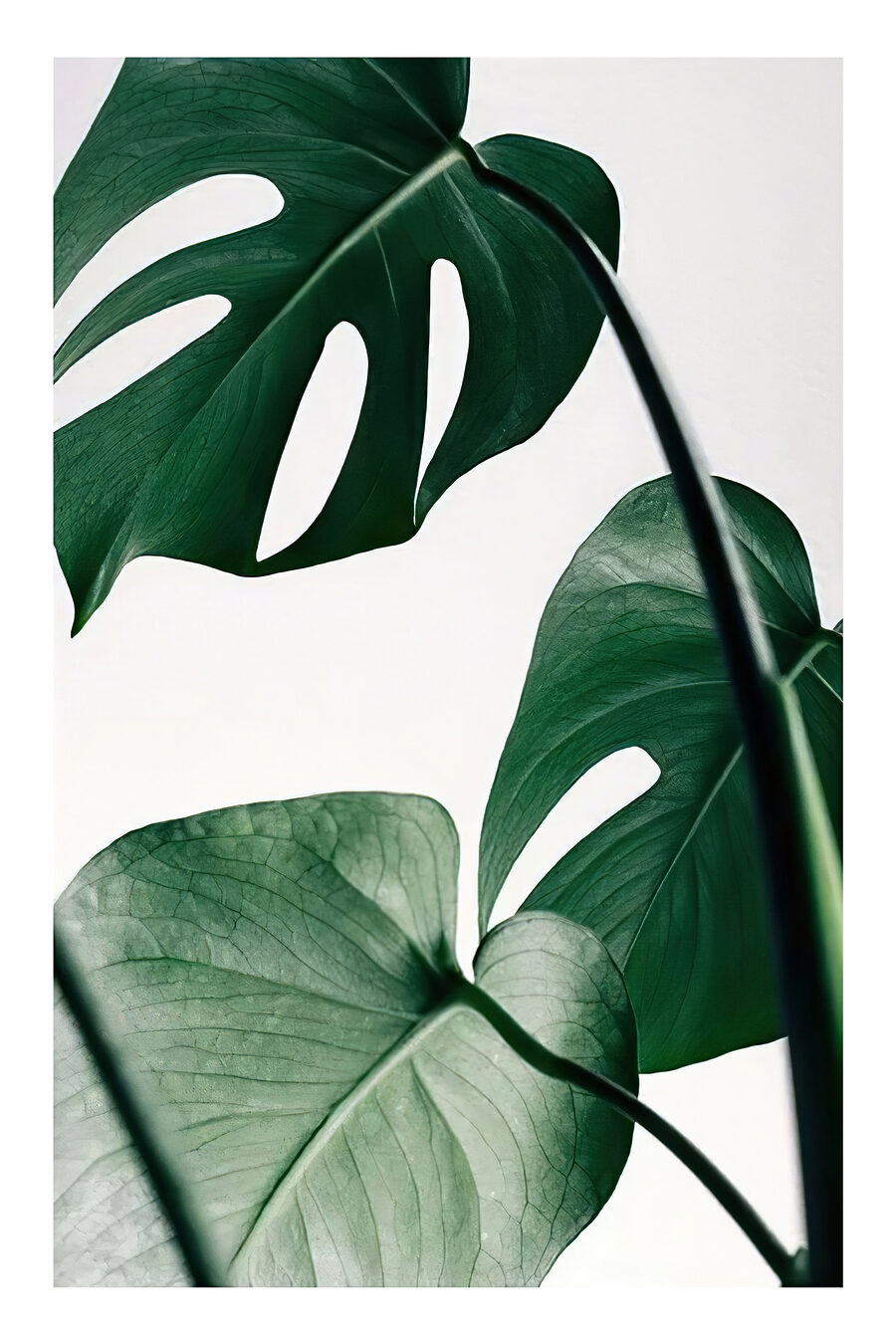 Monstera op lichte achtergrond — volledig ontwerp