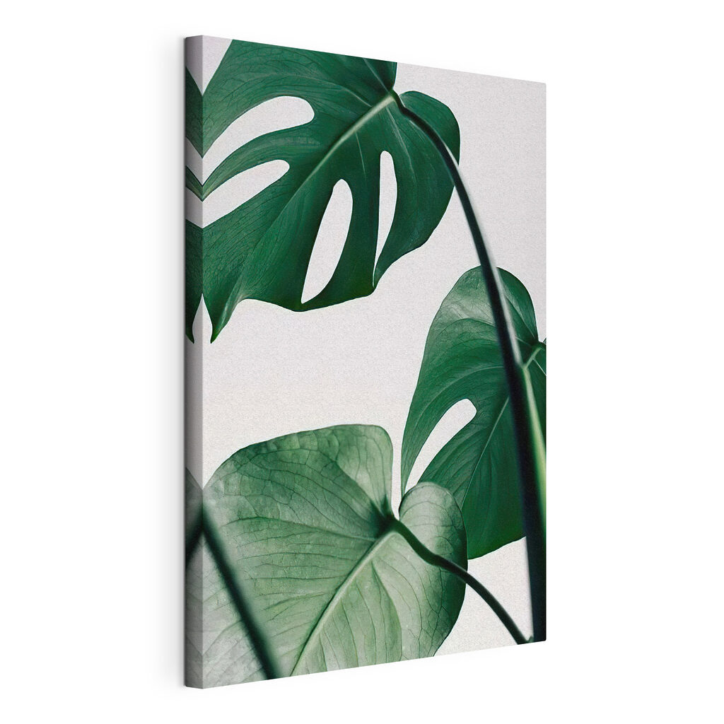 Monstera op lichte achtergrond, gespannen canvas met doorlopende rand