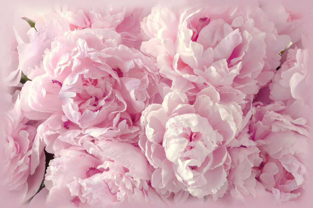 Roze pioenen van dichtbij — volledig ontwerp