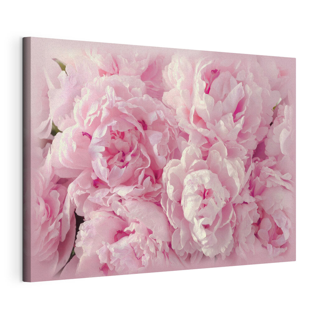 Roze pioenen van dichtbij, gespannen canvas met doorlopende rand