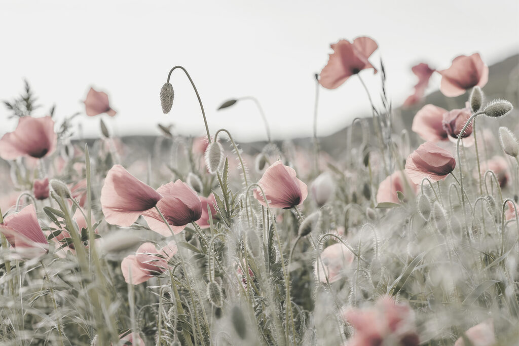 Klaprozen in verstild roze — volledig ontwerp