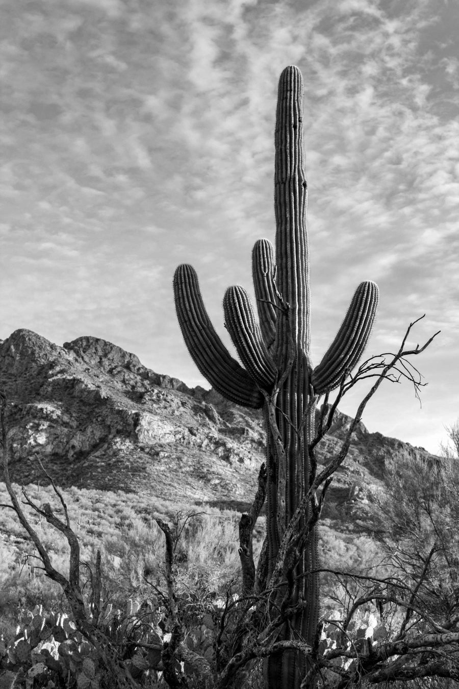 Cactus onder hoge wolken — volledig ontwerp