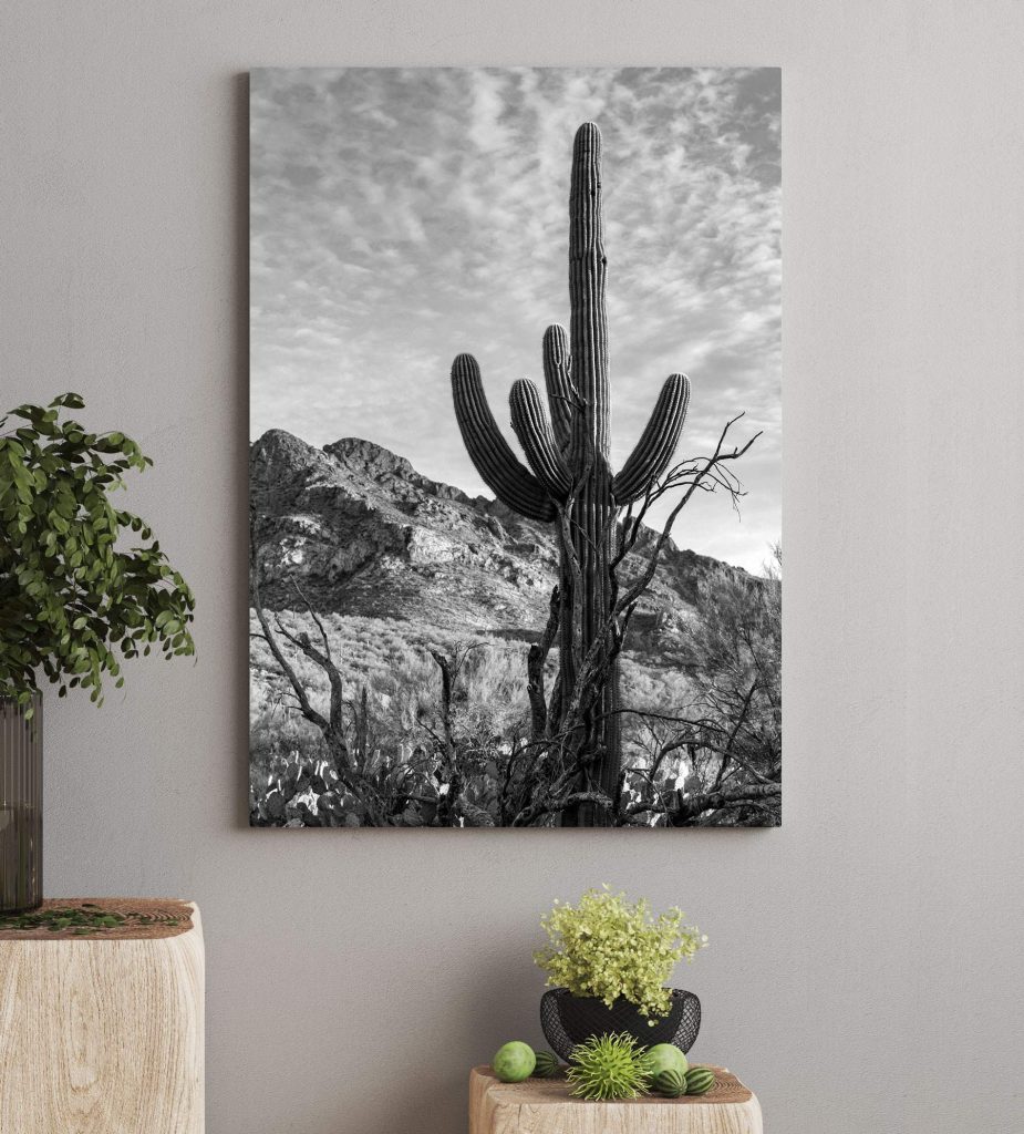 Cactus onder hoge wolken — interieur 1