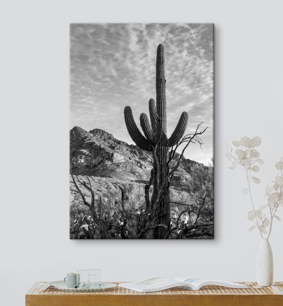 Cactus onder hoge wolken — interieur 3