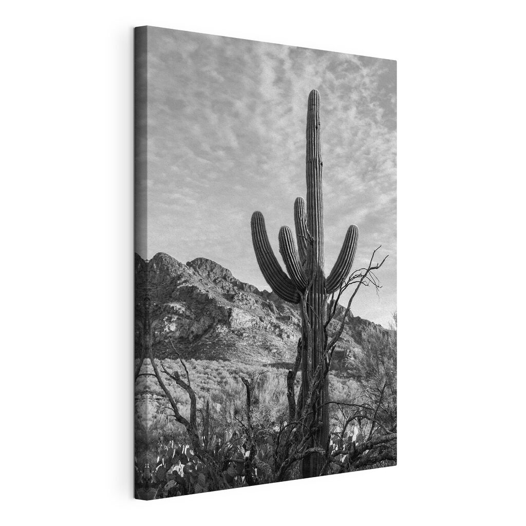 Cactus onder hoge wolken — productweergave
