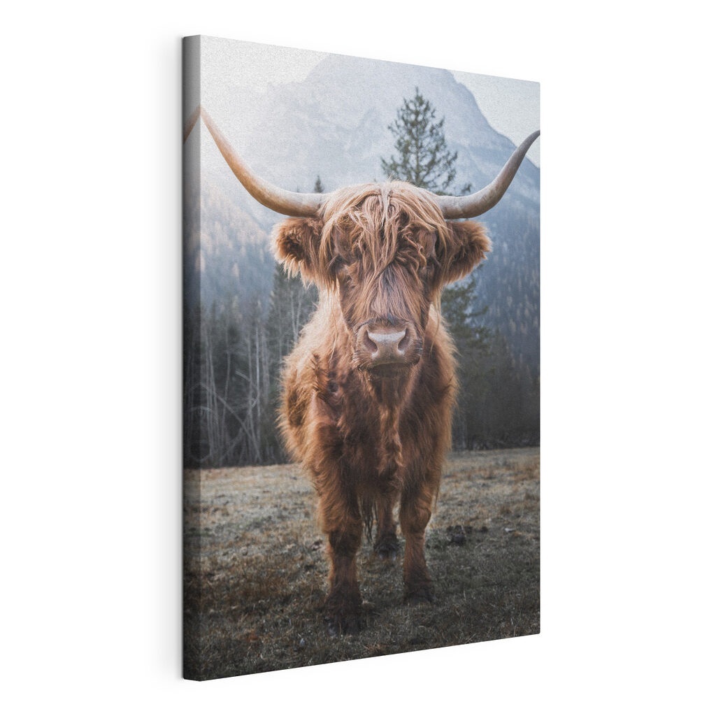 Een hooglander kijkt terug, gespannen canvas met doorlopende rand