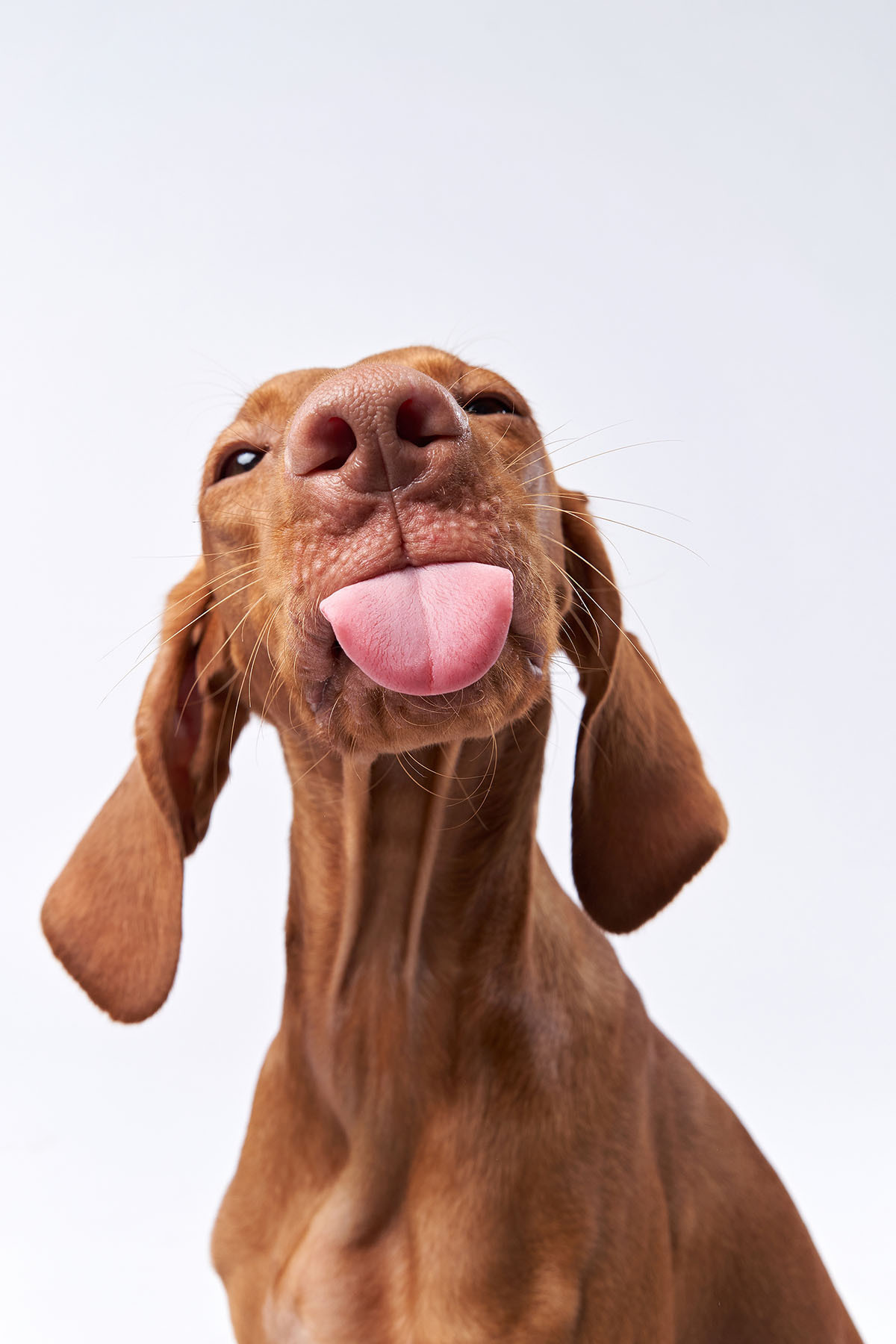 Hond met uitgestoken tong — volledig ontwerp