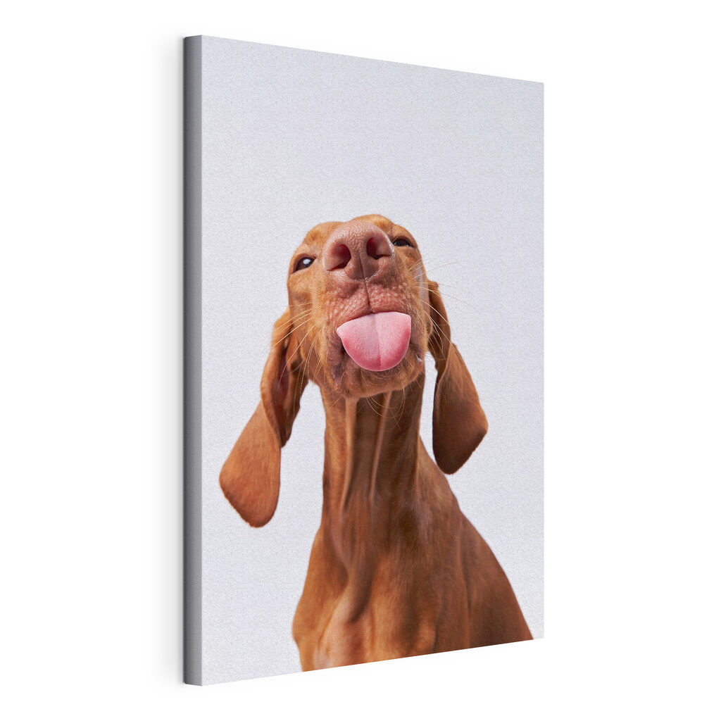Hond met uitgestoken tong, gespannen canvas met doorlopende rand