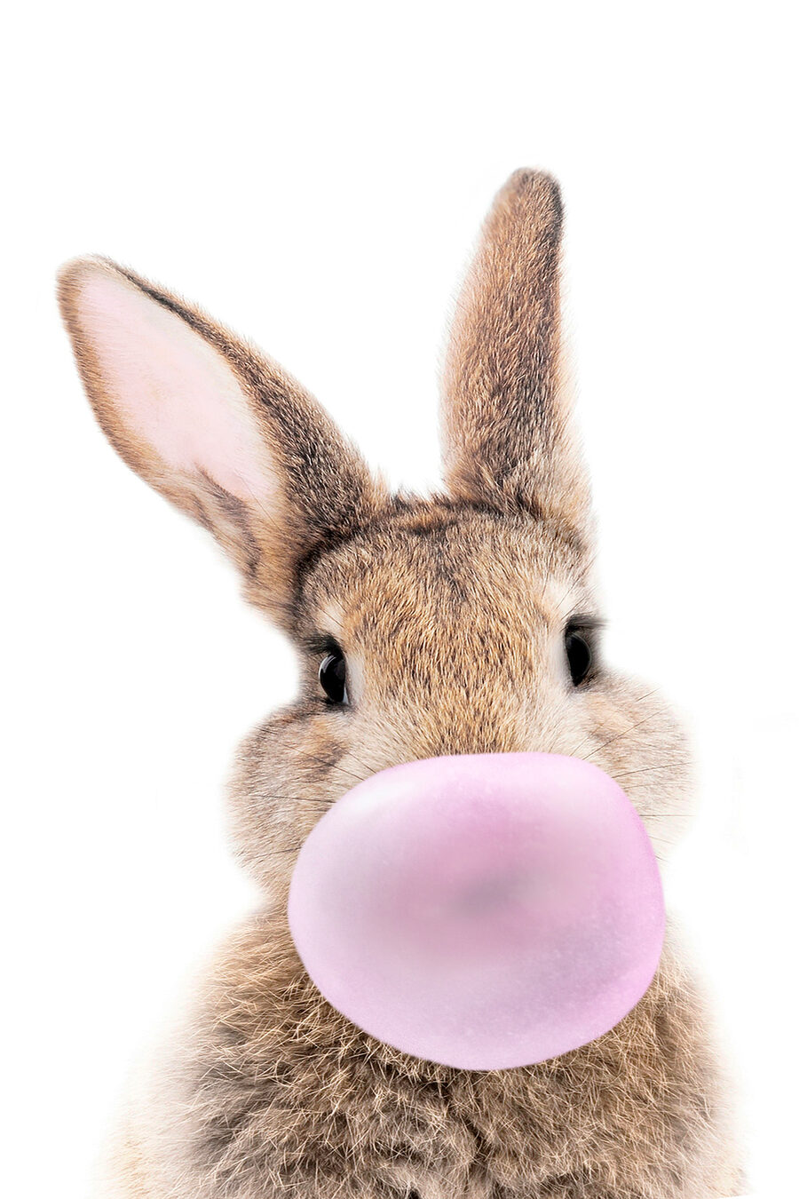 Konijn met een kauwgombubbel — volledig ontwerp
