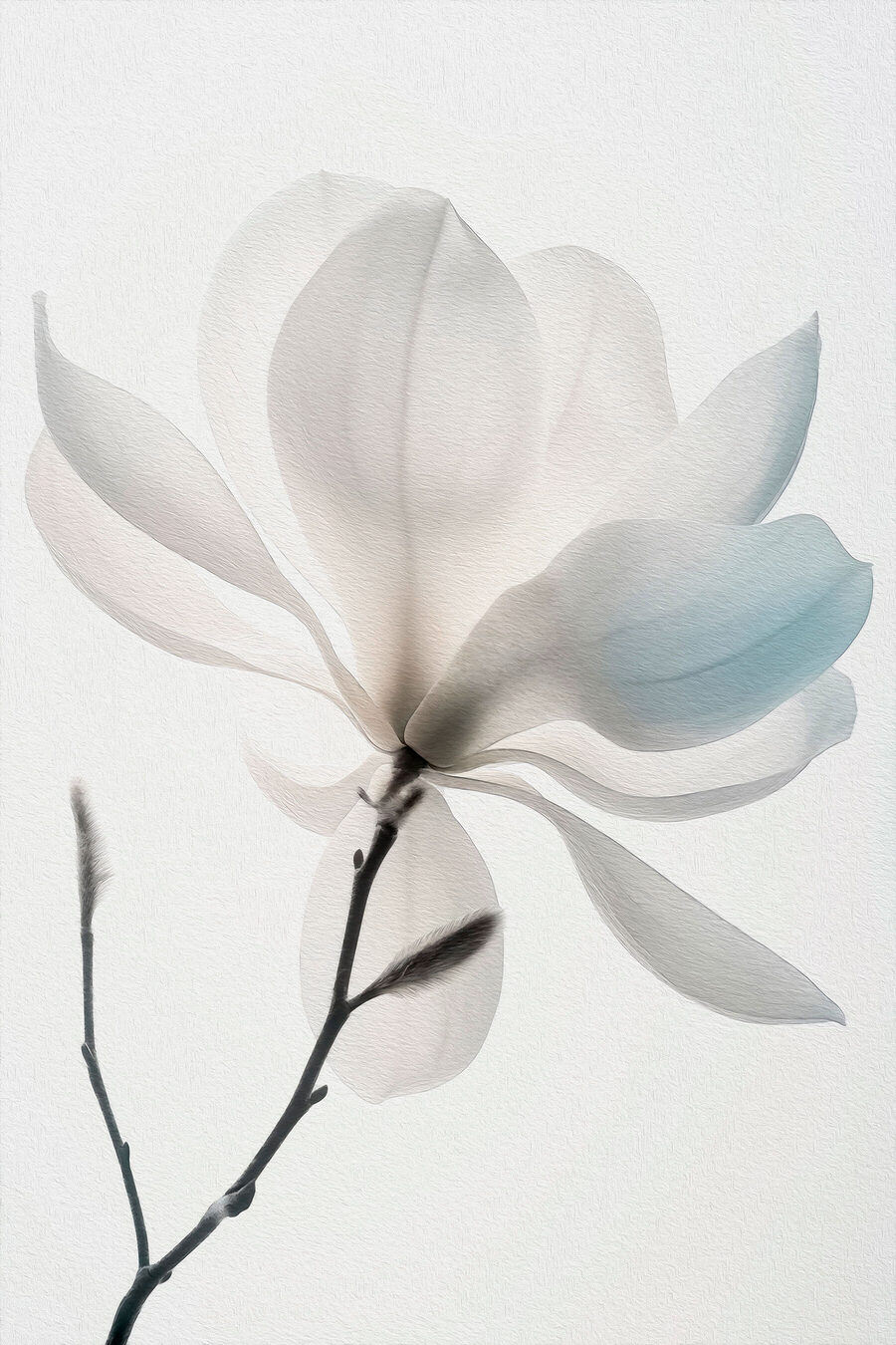 Een witte magnolia bloeit — volledig ontwerp