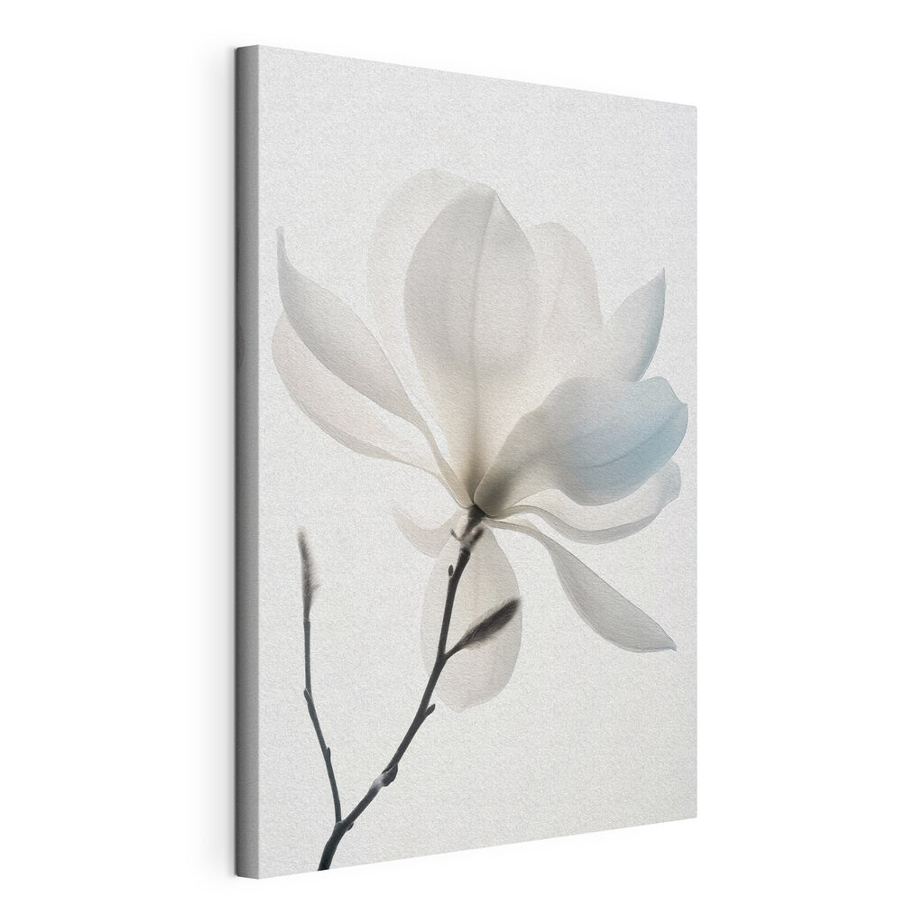 Een witte magnolia bloeit, gespannen canvas met doorlopende rand