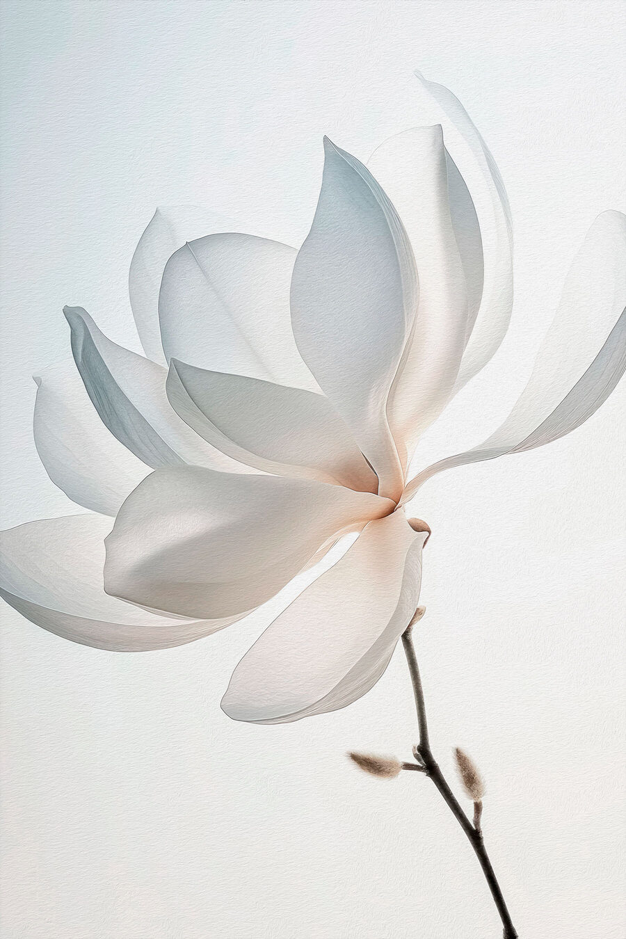 Licht gebogen witte magnolia — volledig ontwerp
