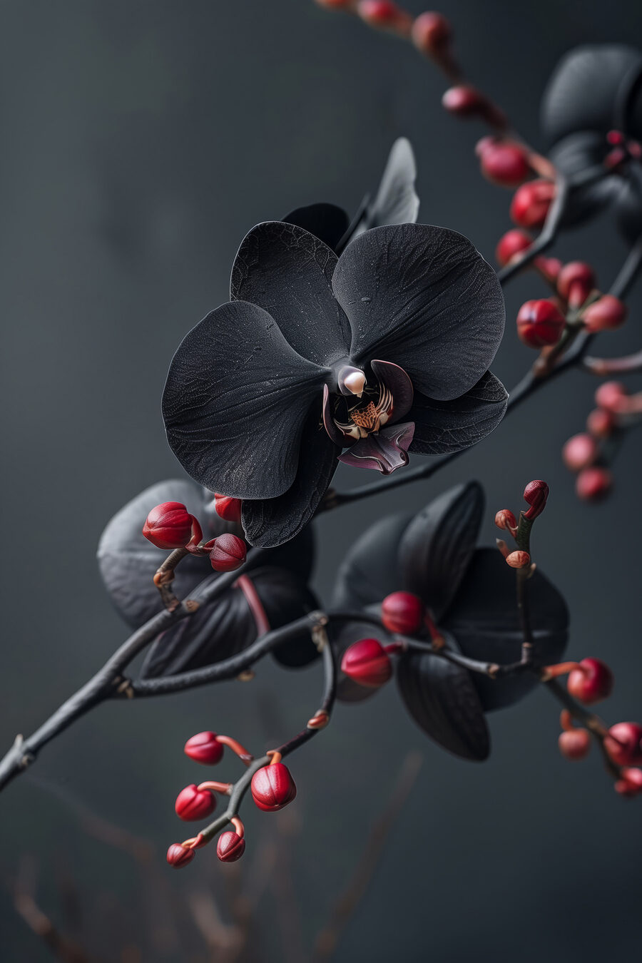 Zwarte orchidee aan bessentak — volledig ontwerp