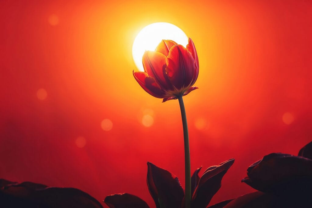 Rode tulp voor zonnegloed — volledig ontwerp