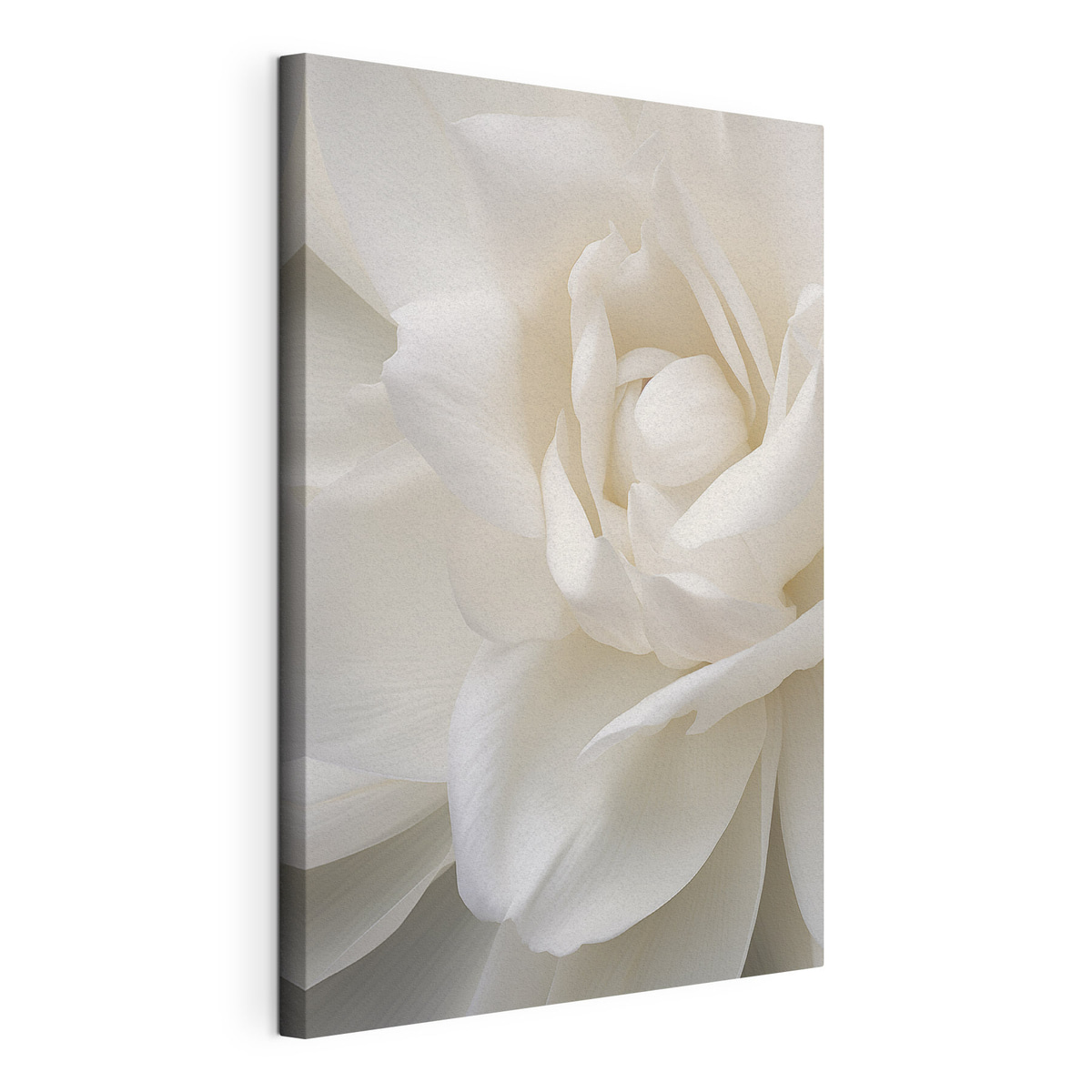 Abstracte witte bloem met delicate, gelaagde bloemblaadjes, minimalistische kunst — productweergave