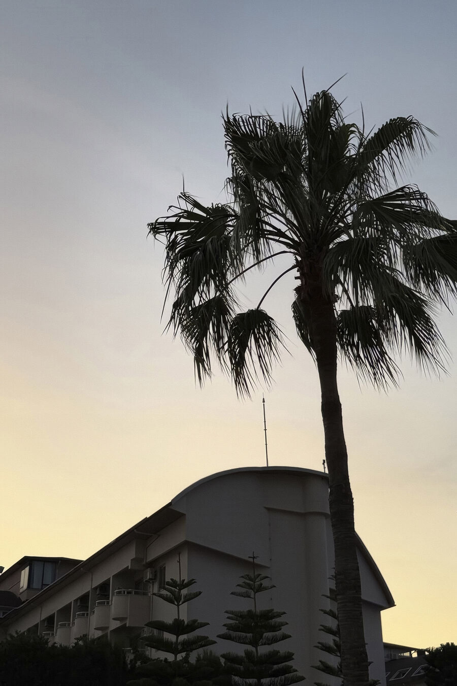 Palmboom voor een gebouw — volledig ontwerp