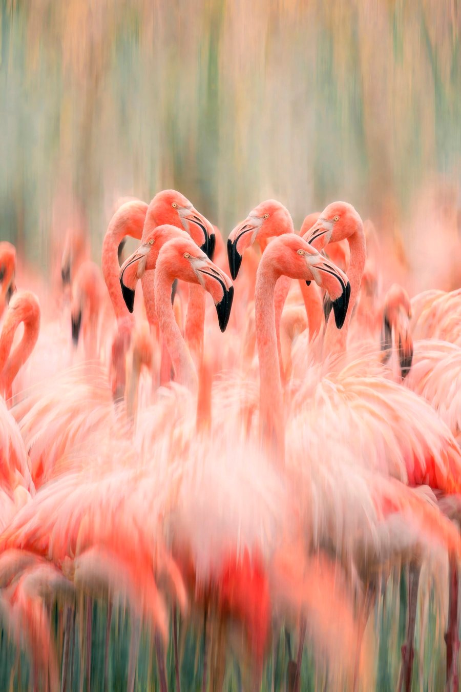 Een zwerm roze flamingo’s met een artistiek vervagend effect in pastelkleuren — volledig ontwerp