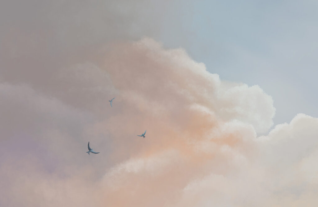 Vogels onder een wolkenrand — volledig ontwerp