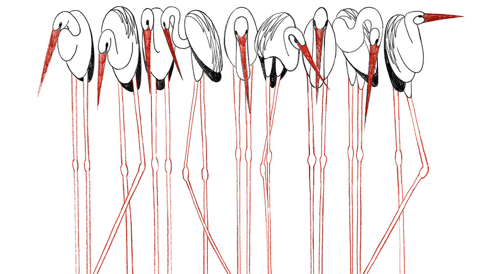 Vogels op rode stelten — volledig ontwerp