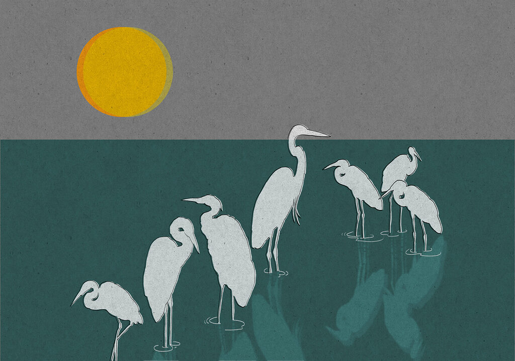 Witte reigers onder zonnetje — volledig ontwerp