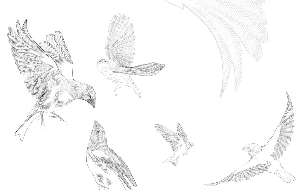 Vliegende vogels in potlood — volledig ontwerp