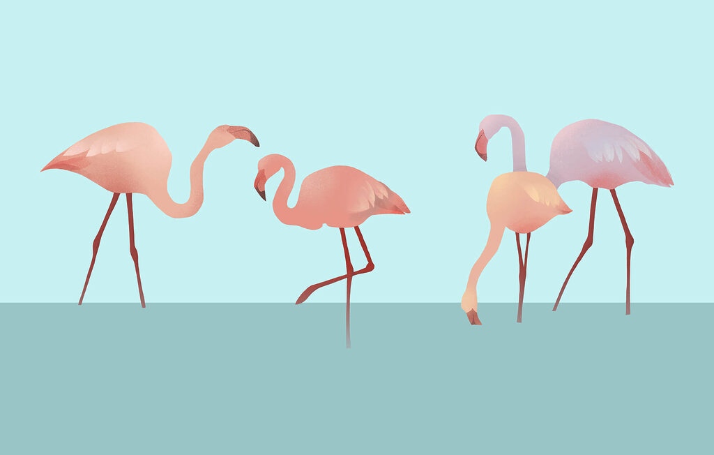 Flamingo’s op turquoise — volledig ontwerp