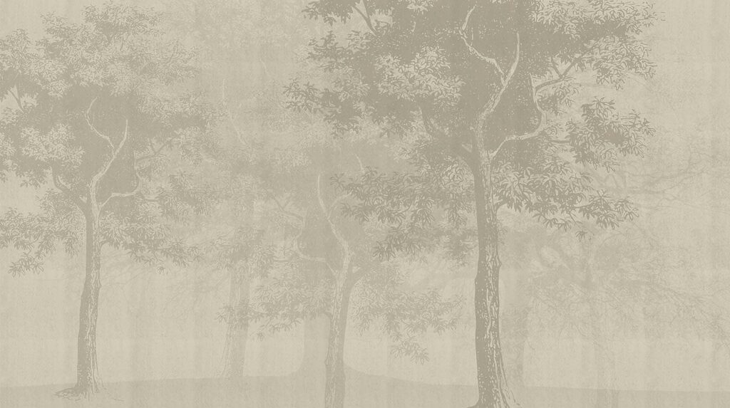 Een groep bomen in een mistig bos — volledig ontwerp