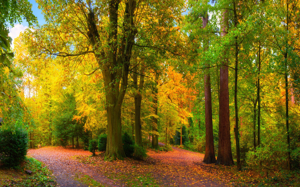 Een bocht door herfstlicht — volledig ontwerp