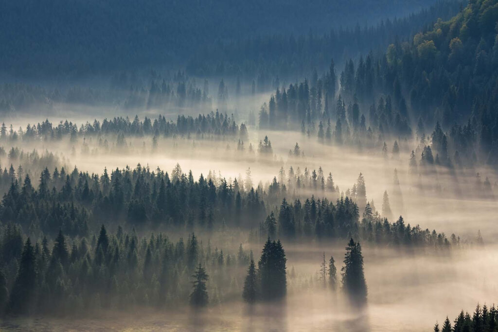 Mist hangt tussen dennenheuvels — volledig ontwerp