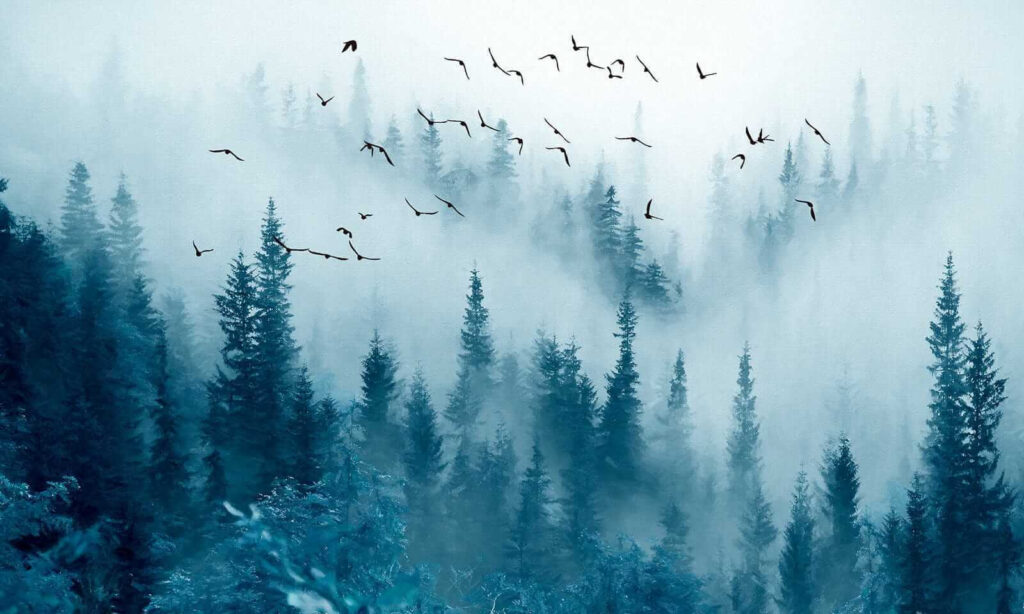 Vogelvlucht boven blauwe bosnevel — volledig ontwerp