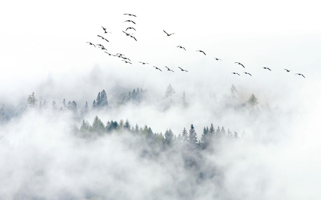 Bos tussen witte wolken — volledig ontwerp