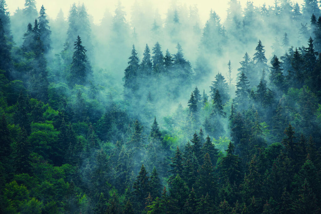 Groene kruinen in mist — volledig ontwerp