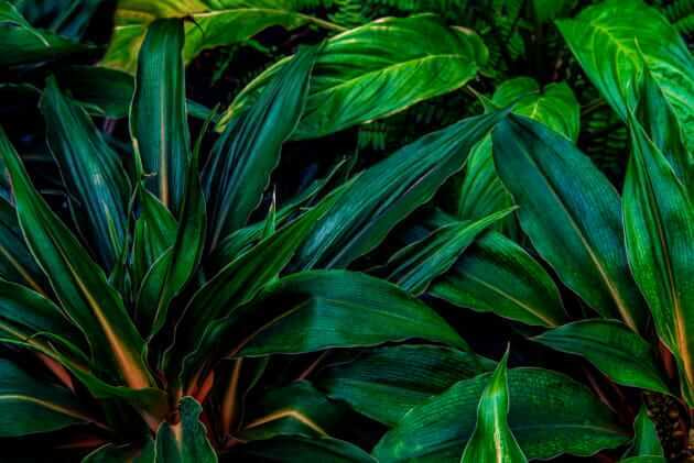 Diepgroene bladeren dicht opeen — volledig ontwerp