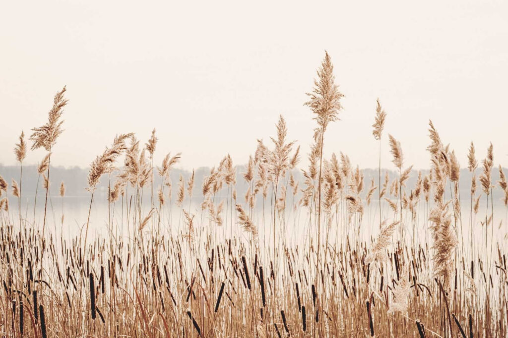 Riet langs het meer — volledig ontwerp