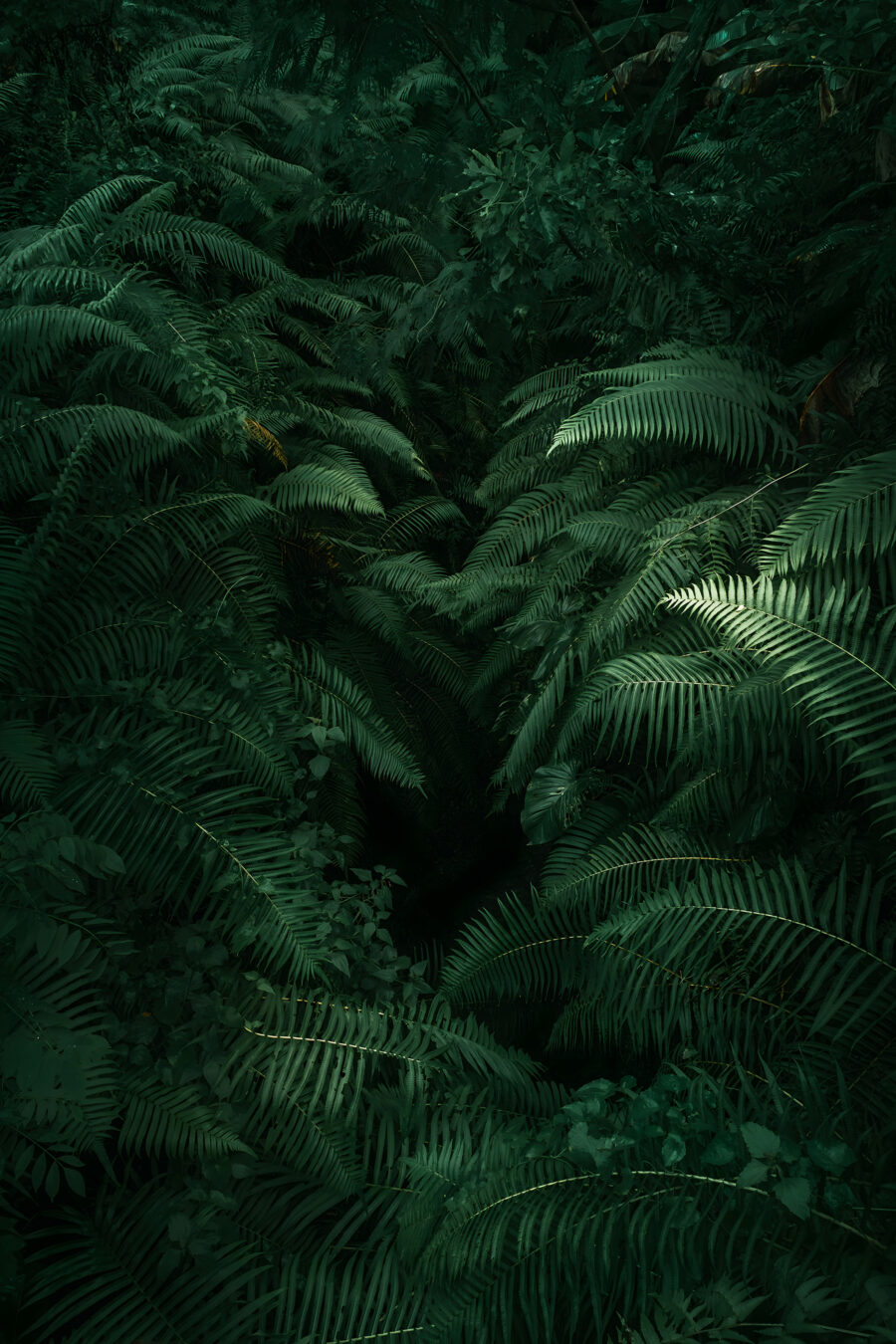 Diep tussen groene varens — volledig ontwerp
