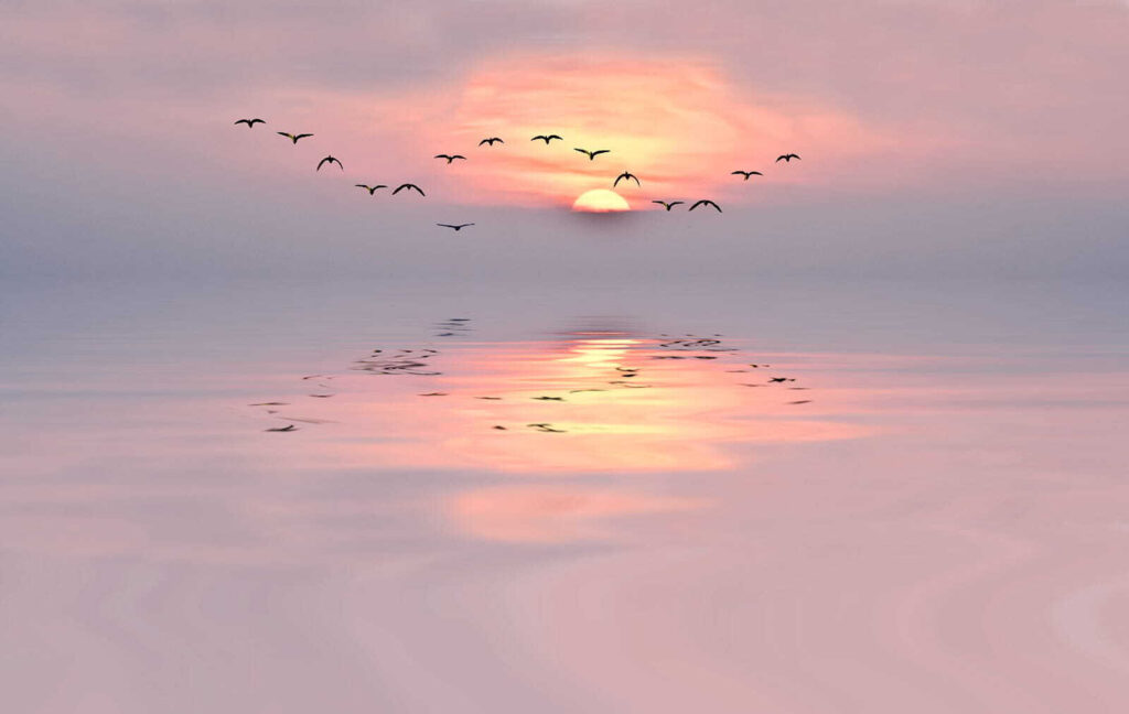 Vogels boven roze avondspiegeling — volledig ontwerp