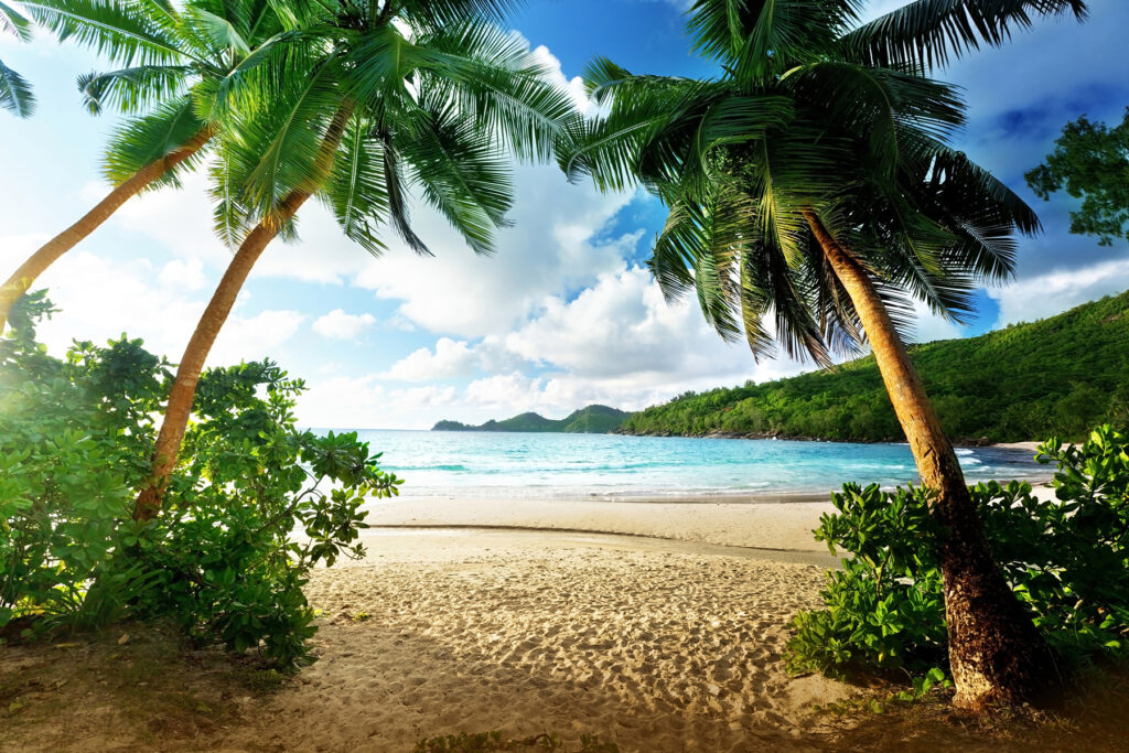 Strand met palmbomen en blauw water — volledig ontwerp