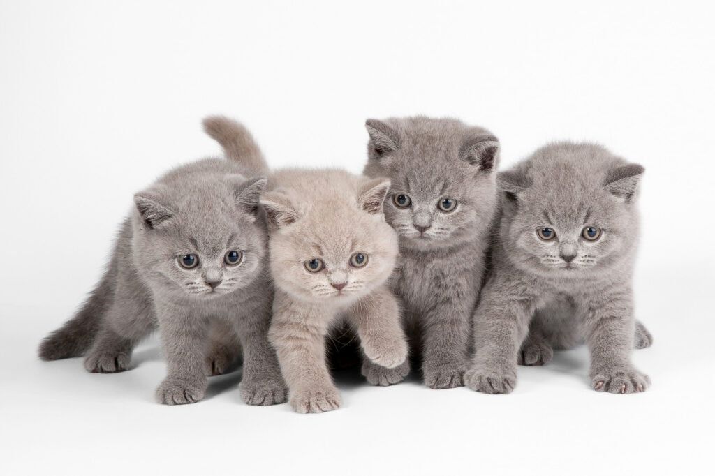 Groep kittens bij elkaar — volledig ontwerp
