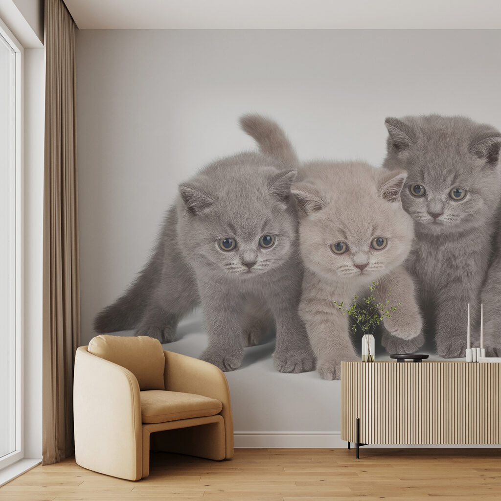 Groep kittens bij elkaar — interieur 3