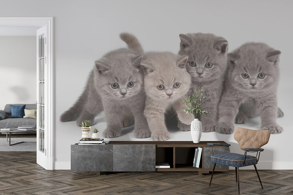 Groep kittens bij elkaar — interieur 4