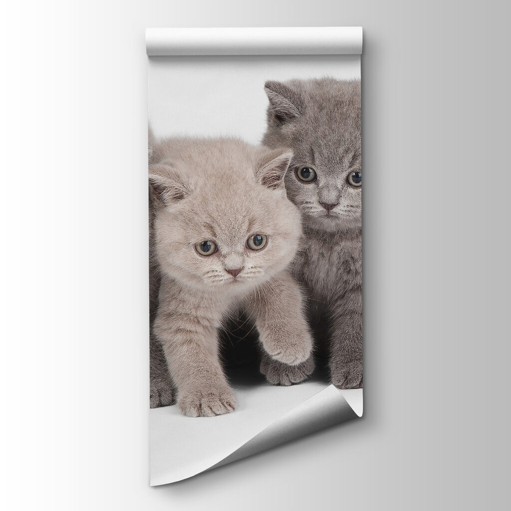 Groep kittens bij elkaar — productweergave