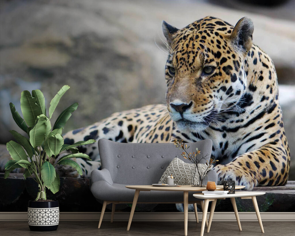 Gevlekte kat op rotsrand — interieur 2