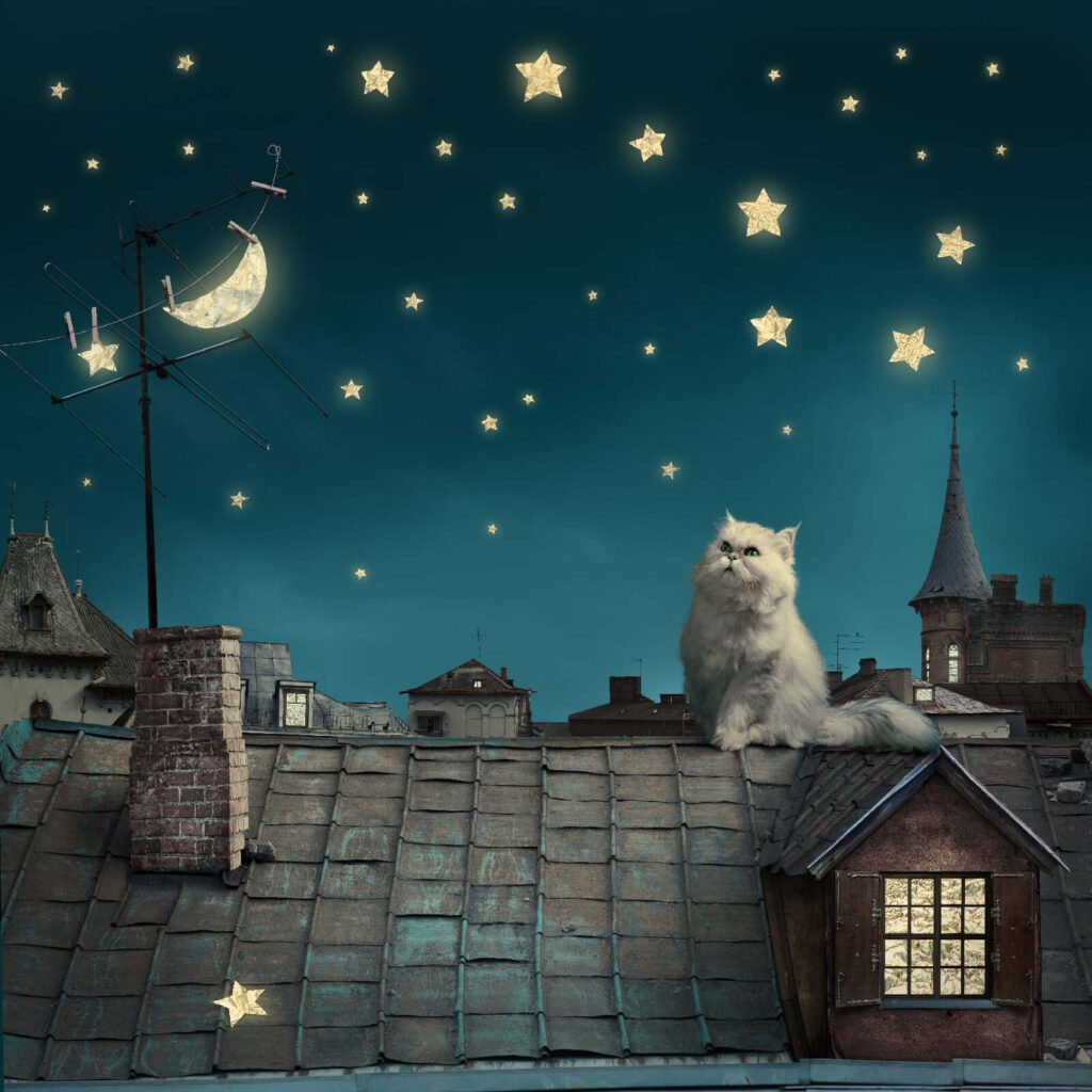 Een kat tussen sterren — volledig ontwerp